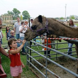 Camel feeding