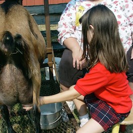 Goat milking